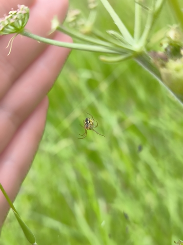 Cricket-bat Orbweaver