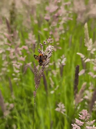 Ectophasia crassipennis