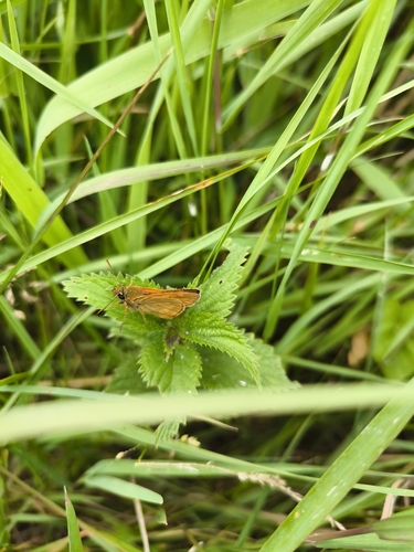 Large Skipper