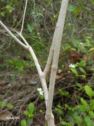 Casearia yucatanensis