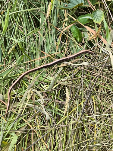 Common Slowworm