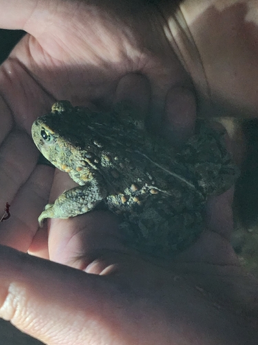 iNaturalist observation photo of North American Toads