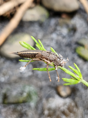 iNaturalist observation photo of Stoneflies