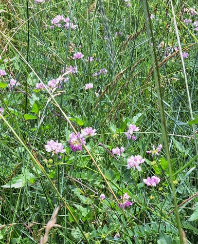 purple crownvetch