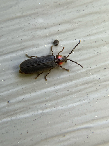 Dotted Firefly