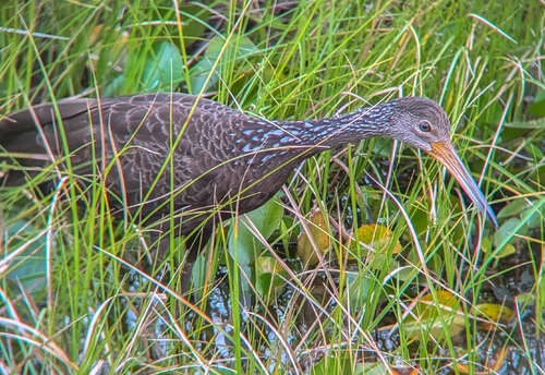 Limpkin