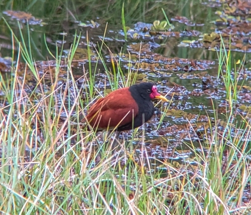 Wattled Jacana