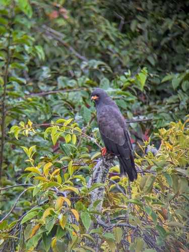 Snail Kite