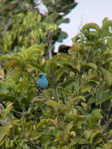 Blue Dacnis