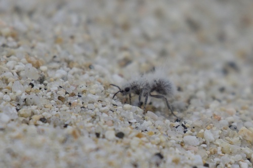 Thistledown Velvet Ant