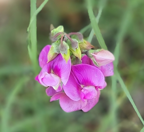 broad-leaved sweet pea