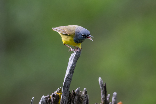 MacGillivray's Warbler