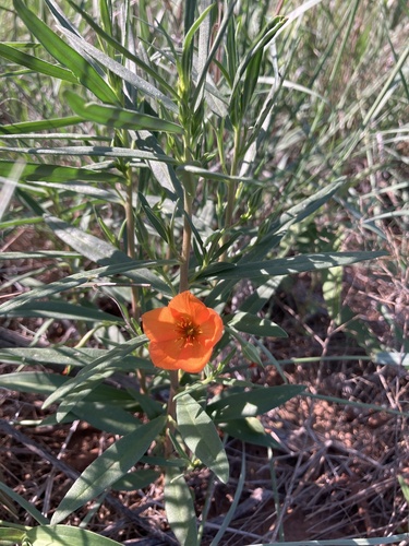 Orange Flameflower