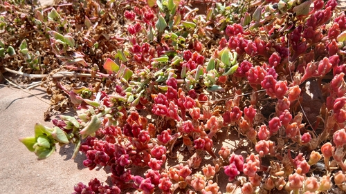 Slender Iceplant
