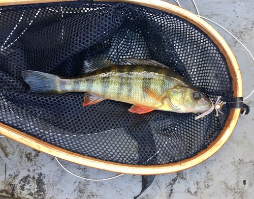 Yellow Perch