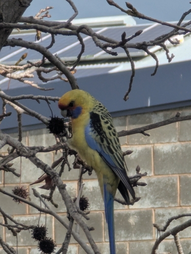 Crimson Rosella