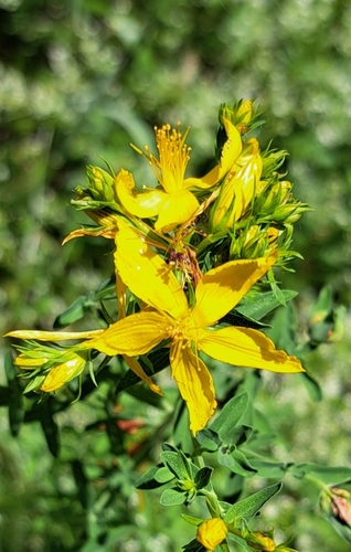 Common St. John's Wort