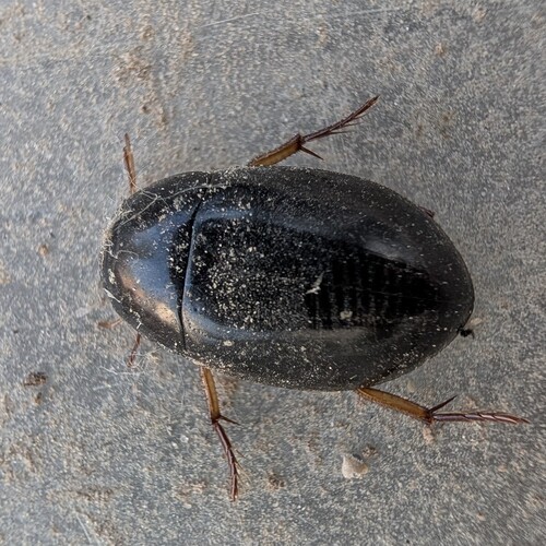 Hydrochara affinis