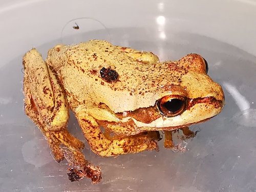 Southern Brown Tree Frog