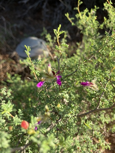 feather dalea