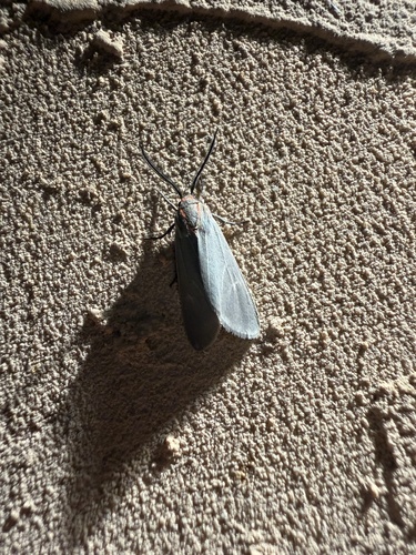 Pygarctia pterygostigma