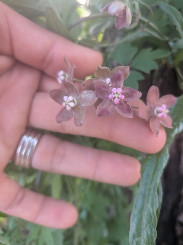 wavyleaf twinevine