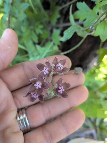 wavyleaf twinevine