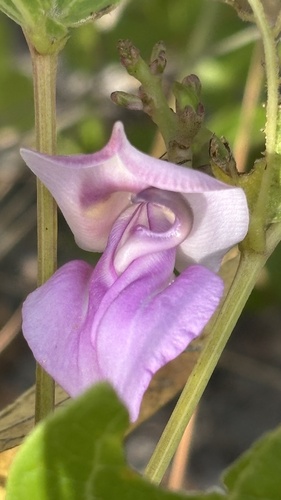 Ancistrotropis firmula