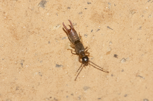 Lesser Earwig