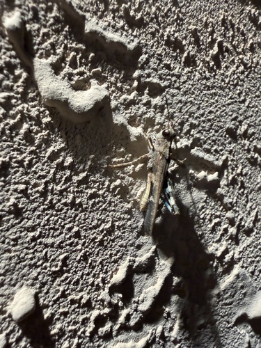 Southwestern Dusky Grasshopper