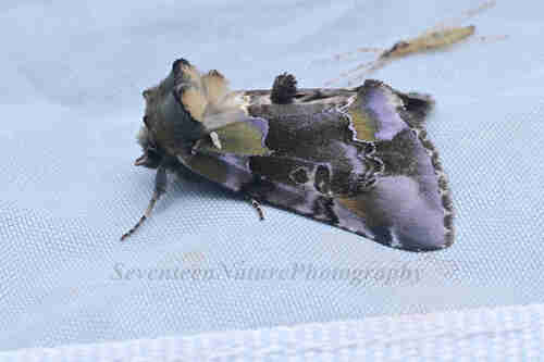 Habrosyne violacea