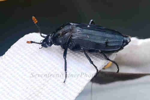 Shore Sexton Beetle