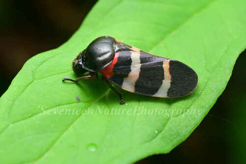 Cosmoscarta mandarina