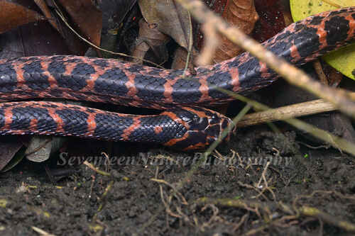 Red-banded Snake