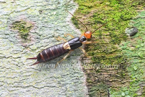 Paratimomenus brahma