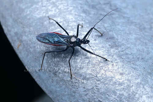 Sphedanolestes gularis