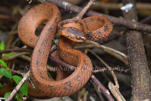 Chinese Slug Snake