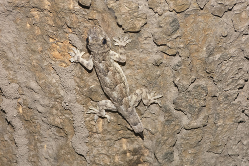 Tropical House Gecko