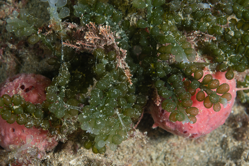 Caulerpa geminata