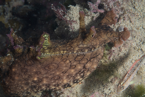 White-speckled Seahare