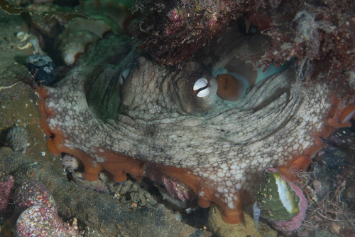 Common Sydney Octopus
