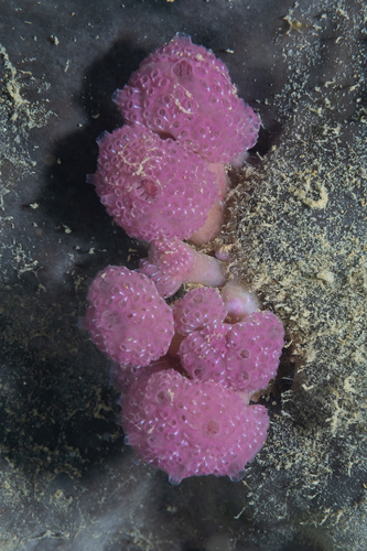 Hypsistozoa fasmeriana
