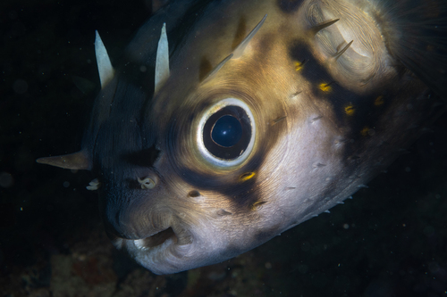 Deepwater Burrfish