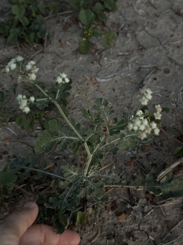 Gray's feverfew