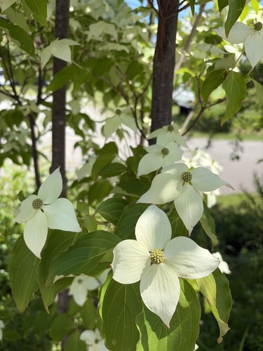 kousa dogwood