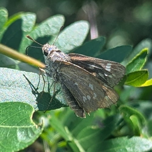 Huron Skipper