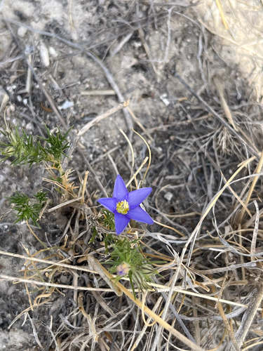 Prickleaf Gilia