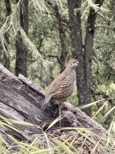 iNaturalist observation photo of California Quail