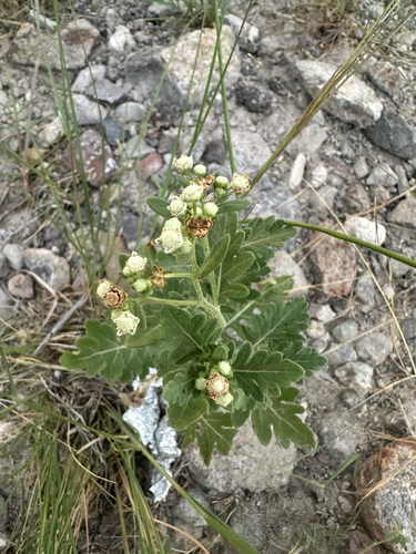 Gray's feverfew