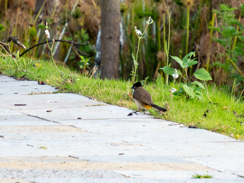 Brown-breasted Bulbul